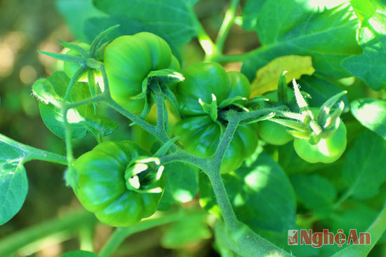 Tết năm nay người dân bản Chắn sẽ cung ứng sản phẩm cà chua múi (vốn là một loài cây bản địa) cho thị trường. Trong năm 2015, đã có 2 hộ trong bản đã được trường ĐH Vinh cấp giống để trồng thử. Hiện tại những vườn cà chua múi nơi đây đang phát triển tốt