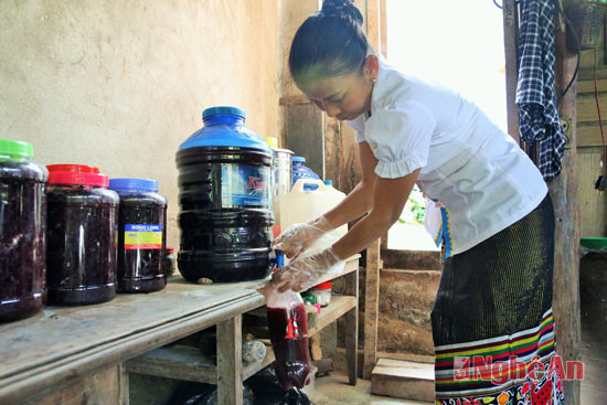 Những ngày này, hầu khắp các gia đình người Thái lại chuẩn bị làm rượu nếp cẩm đón tết. Trong ảnh: bà Lương Thị Sơn (khối Hòa Bắc – TT Hòa Bình – Tương Dương) làm rượu phục vụ tết
