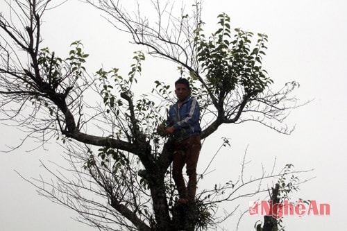 Cây táo mèo thường sống trên các ngọn núi cao.