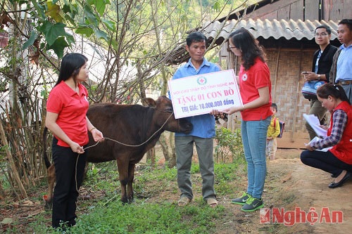 Lãnh đạo Hội Chữ thập đỏ Nghệ An trao tặng bò cho gia đình ông Cụt Phó Khút (bản Huồi Phuôn 1).