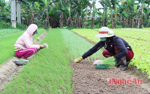 Các loại rau chủ yếu được bà con huyện Quỳnh Lưu sản xuất là rau cải, xà lách, hành lá, cà rốt, súp lơ,...