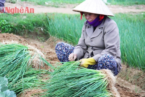 Hành lá năm nay được mùa, cây to khỏe cho năng suất cao. 