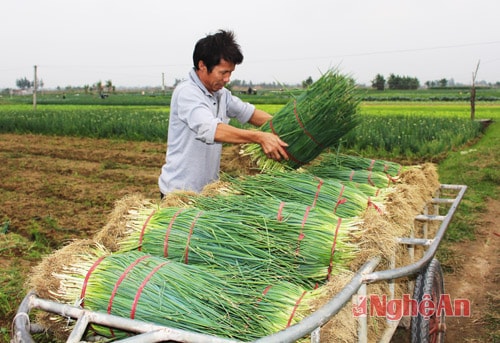 Sau khi thu hoạch, người dân mang lên xe để bán buôn cho các tư thương. 