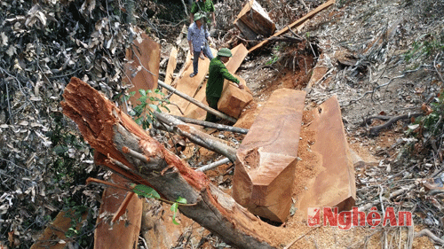 Cảnh sát môi trường bắt quả tang vụ phá rừng tại Con Cuông