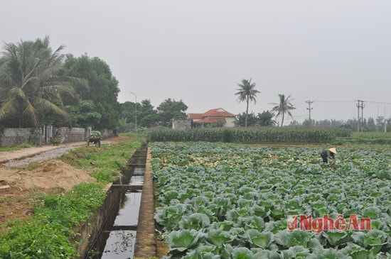 Sản xuất rau màu tại thôn Tân Thắng. Rau màu vụ đông là một trong những thế mạnh của xã. Ngoài cải bắp, xu hào người dân còn trồng ngô, khoai, bình quân mỗi sào cho thu nhập từ 10 -15 triệu đồng