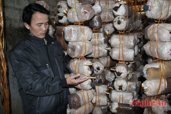 Anh Nguyễn Thọ Hạnh ở Nam Thành đang kiểm tra tại xưởng nấm đã cho thu hoạch