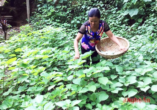 Chị Trần Thị Hà (chủ cơ sở sản xuất Hà Lương)