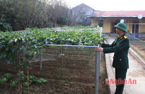 Năm đầu tiên cây chanh leo được nhân giống từ xã Tri Lễ, Quế Phong được mang sang Na Ngoi Kỳ Sơn để trồng thử nghiêm và ban đầu kết quả phát triển khá tốt