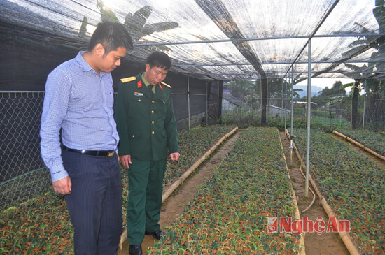 Đơn vị Đoàn Kinh tế - Quốc phòng 4 cũng đang trồng thử nghiêm Hoa Ly - loài hoa có thể bán mang lại thu nhập cao