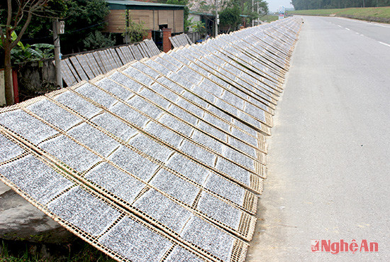 Đường về làng Đông Nhật (xóm 7, 8, xã Hưng Châu), hai bên đường là dãy dài bánh đa đang được hong nắng, chuẩn bị phục vụ Tết