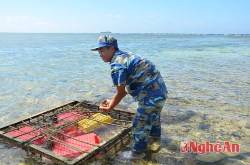 Cán bộ chiến sĩ đảo Đá Nam áp dụng mô hình nuôi ốc biển, dữ trữ lương thực, thực phẩm.