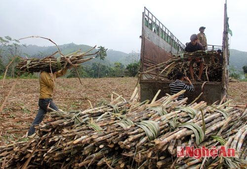 Mía nguyên liệu thu hoạch xong có xe của nhà máy đường đến tận nơi để thu mua, bà con không còn lo lắng về thị trường tiêu thụ.