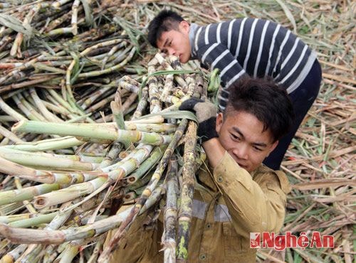 Thu hoạch mía nguyên liệu đòi hỏi nguồn nhân công đông đảo, trong khi nguồn nhân công của bản không đủ nên bà con Phá Đáy phải thuê người ở các bản khác trong xã để đảm bảo tiến độ.