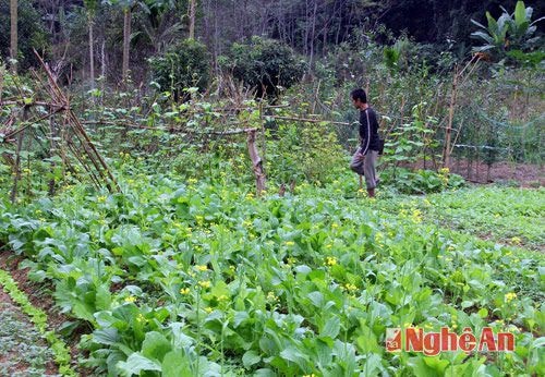 Người dân nơi đây cũng đã quen với việc trồng và chăm sóc các loại rau- củ- quả, vừa đáp ứng nhu cầu của gia đình, vừa có bán cho bà con trong xã để có thêm nguồn thu nhập.