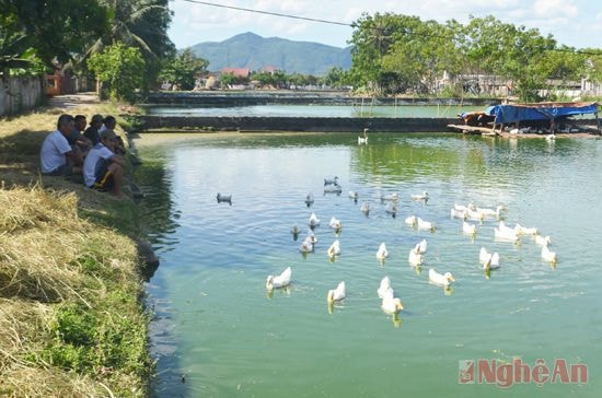 Nhờ chuyển đổi ruộng đất, xã Xuân Hòa đã quy hoạch được hệ thống gia trại chăn nuôi có hiệu quả kinh tế cao.