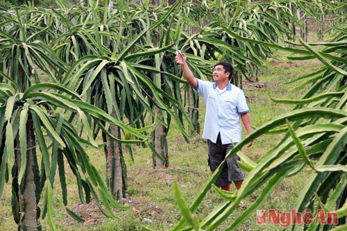 Anh Tống Văn Chiến. làng Bãi Sở, Tam Quang, Tương Dương đang chăm cho vườn cây thăng long hơn 300 gốc của mình