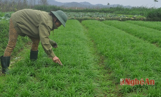 Vườn cây hẹ trên 4000 mét vuông của ông Nguyễn Văn Thuyết ở xóm 5, xã Nam Anh bình quân 1 tháng rưỡi thu hoạch 1 lần được 1 triệu đồng