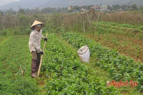 Chị Lê Thị Vinh xóm 5 chăm sóc vườn mùng tơi sạch để phục vụ nhu cầu gia đình an toàn và bán ra thị trường