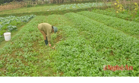 Bà Hồ Thị Hường, xóm 5 đang chăm sóc vườn rau mùi của gia đình. Giá bán bình quân của rau mùi cũng nhưu rau hẹ là 2.000 đồng/bó