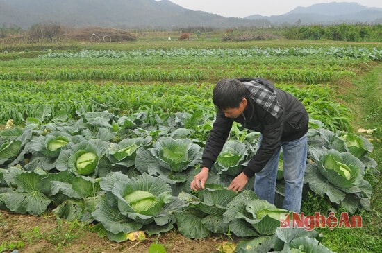 Vườn xu hào sắp thu hoạch của bác Lê Trọng Nhân xóm 6. Nhờ được chăm sóc tốt nên năng suất cao, mỗi bắp khoảng 2 kg, giá bán khoảng được 5 ngàn đồng/kg