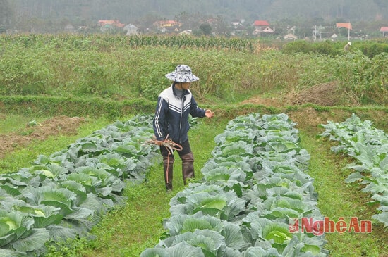 Để rau an toàn, do bình quân diện tích mỗi gia đình không nhiều, khoảng 300-500 mét vuông nên hàng ngày các lao động nữ thường ra đồng chăm sóc, bắt sâu và hạn chế tối đa dùng thuốc bảo vệ thực vật