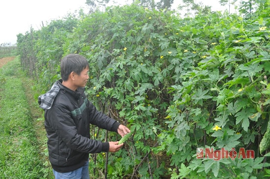 Vườn  mướp đắng thu hoạch muộn của gia đình ông Thành Quang ở xóm 6. Với cách làm trái vụ này nên giá trị đạt tối đa với 22 triệu đồng/sào