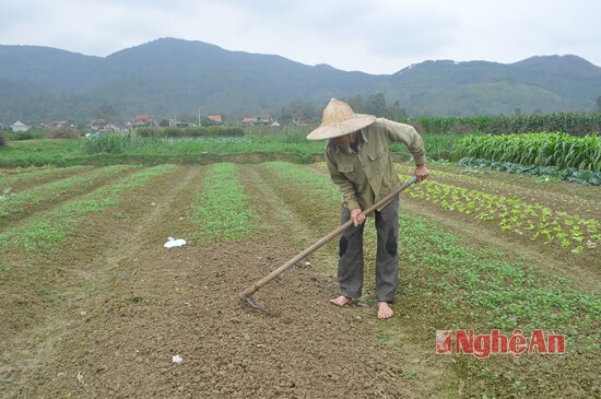 Trong khi thửa bên cạnh đang thu hoạch thì tại thửa khác, gia đình bác Lê Trọng Nhân xóm 5 đang cải tạo lại vườn để tiếp tục gieo mùi để ra Giêng có bán