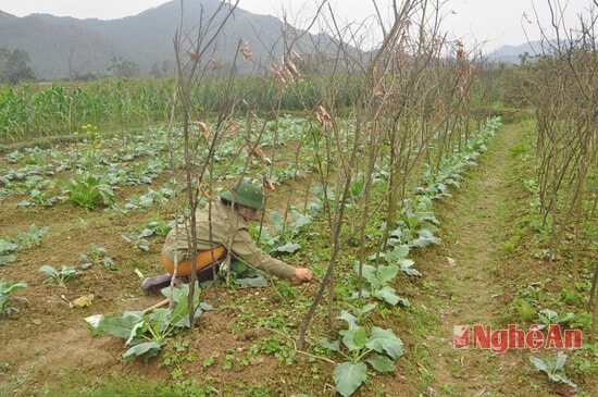 Trong khi chăm xu hào, người dân Nam Anh cũng tranh thủ làm ràn để trồng cây hoa lý và mướp đắng để vào tháng 3, tháng 4 sẽ cho thu hoạch