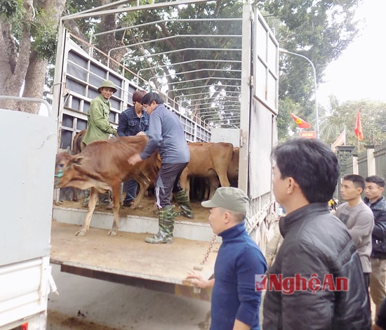 Trong đợt này, dự án cho vay bê, nghé giống của quỹ Thiện tâm - Tập đoàn Vingroup đã trao tặng 42 con bò giống cho 42 hộ Cựu TNXP có hoàn cảnh khó khăn, 