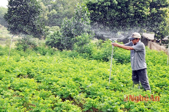 Từ nguồn vốn vay của quỹ tín dụng, người dân có vốn đầu tư phát triển kinh tế