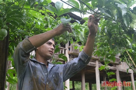 Nông dân Quế Phong, Nghệ An chăm sóc cây chanh leo.