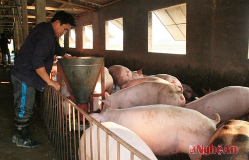 Trang trại chăn nuôi lợn của gia đình anh Lê Quang Hải, Thanh ngọc, Thanh Chương