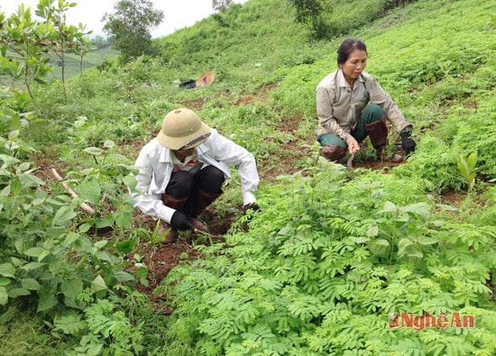 Bố và mẹ của Thành Viên