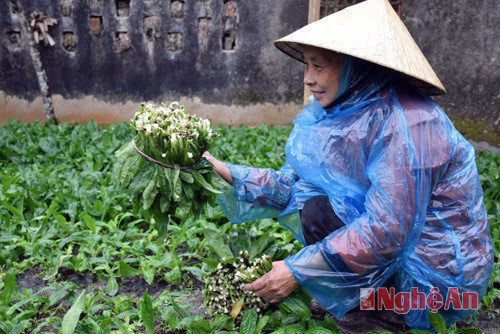 Bà Nguyễn Thị Dung, xóm 10 tận dụng mảnh vườn khoảng 50 m2, nhưng mỗi tháng thu nhập từ 1 - 1,5 triệu