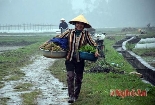 Người dân nhổ cây giống từ ngoài đồng về trồng trong vườn nhà cho tiện công thu hoạch.