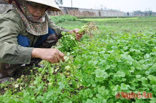 Chị Nguyễn Thị Thảo (xóm 6) cho biết: gia đình chị có 2 sào rau, sau khi thu hoạch