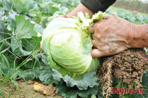 Ở Xuân Hòa, không chỉ có rau mùi mà còn có rất nhiều loại rau xanh khác như bắp cải có giá 6 nghìn đồng/kg