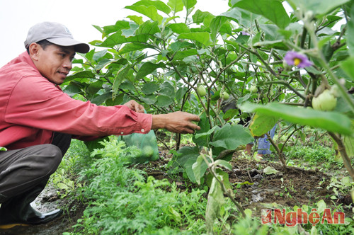 Những năm gần đây, để phục vụ cho thị trường rau Tết, ngoài giống cà xanh quả tròn, bà con Xuân Hòa đã đưa giống cà tím Thái năng suất cao vào sản xuất.