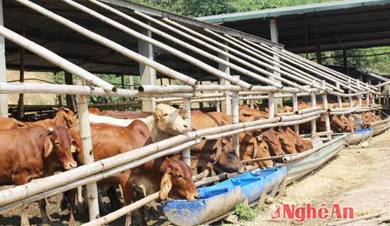 Chăn nuôi bò Úc ở Tân Kỳ (Nghệ An)