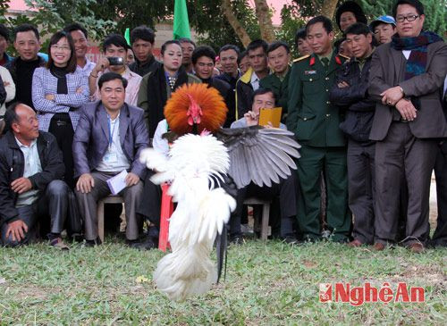 Những chú gà Mông thi đấu hết sức quyết liệt trong sự cổ vũ nhiệt tình của người dân.