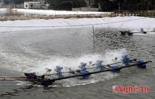 Sử dụng quạt nước tạo ô xy tại các đầm nuôi tôm ở Thị xã Hoàng Mai.