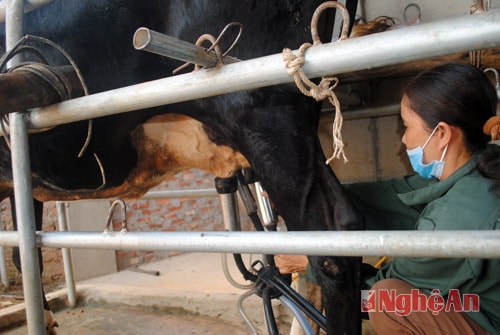 Sử dụng công nghệ máy hút sữa bò tại các trại chăn nuôi bò sữa quy mô gia đình ở Tân Kỳ.