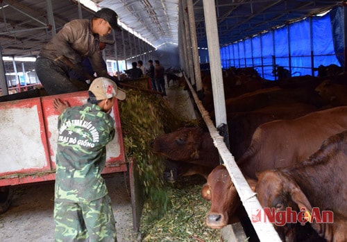 Để chế biến thức ăn cho hàng trăm con bò từ thân cây mía, cỏ... trang trại chăn nuôi bò thịt của Coong ty TNHH kiều Phương (Tân Kỳ) phải sử dụng máy cắt cỏ công suất lớn.