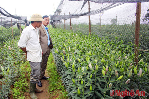 Vườn hoa ly của nông dân Nguyễn Văn Lệ, xóm Đông Hòa, xã Nghĩa Hòa, thị xã Thái Hòa đã bắt đầu nở.