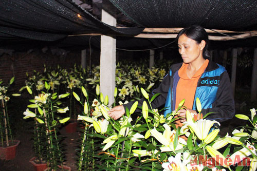 Chị Nguyễn Thị Liên, xóm 6 xã Nghĩa Hòa trồng 4.000 củ, mất 1.000 củ bị hư giống còn 3.000 củ phát triển cho thu hoạch nhưng đến nay số này đã nở bung 50%.