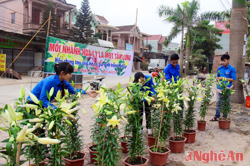 Trước thực trạng hoa ly nở sớm, đoàn thanh niên xã Nghĩa Hòa, Thị xã Thái Hòa đã mở điểm bán hoa thiện nguyện tại trung tâm Thị xã Thái Hòa để giúp nông dân địa phương.