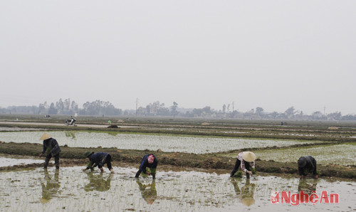 Nông dân Nghi Lộc tập trung gieo cấy lúa vụ xuân