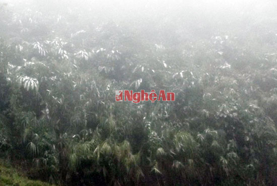 Tại xã Mương Lống, huyện Kỳ Sơn về đêm và rạng sáng nhiệt độ có lúc đã xuống đến mức -2 độC nên đã có mưa tuyết phủ trắng khắp các cành cây. 