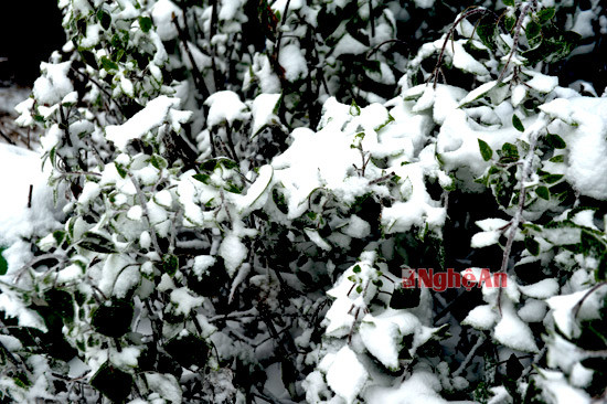 Tuyết phủ trắng xóa trên cây cối