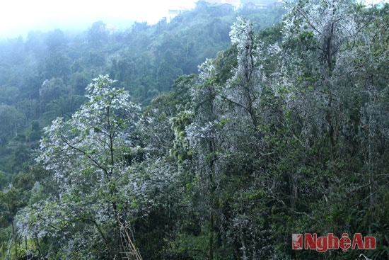 Băng tuyết